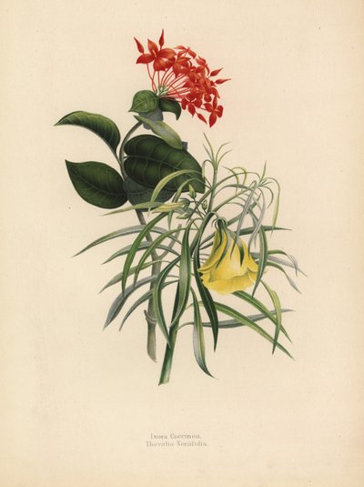 Jungle Geranium, Ixora Coccinea, and Yellow Oleander, Thevetia Neriifolia by Unknown